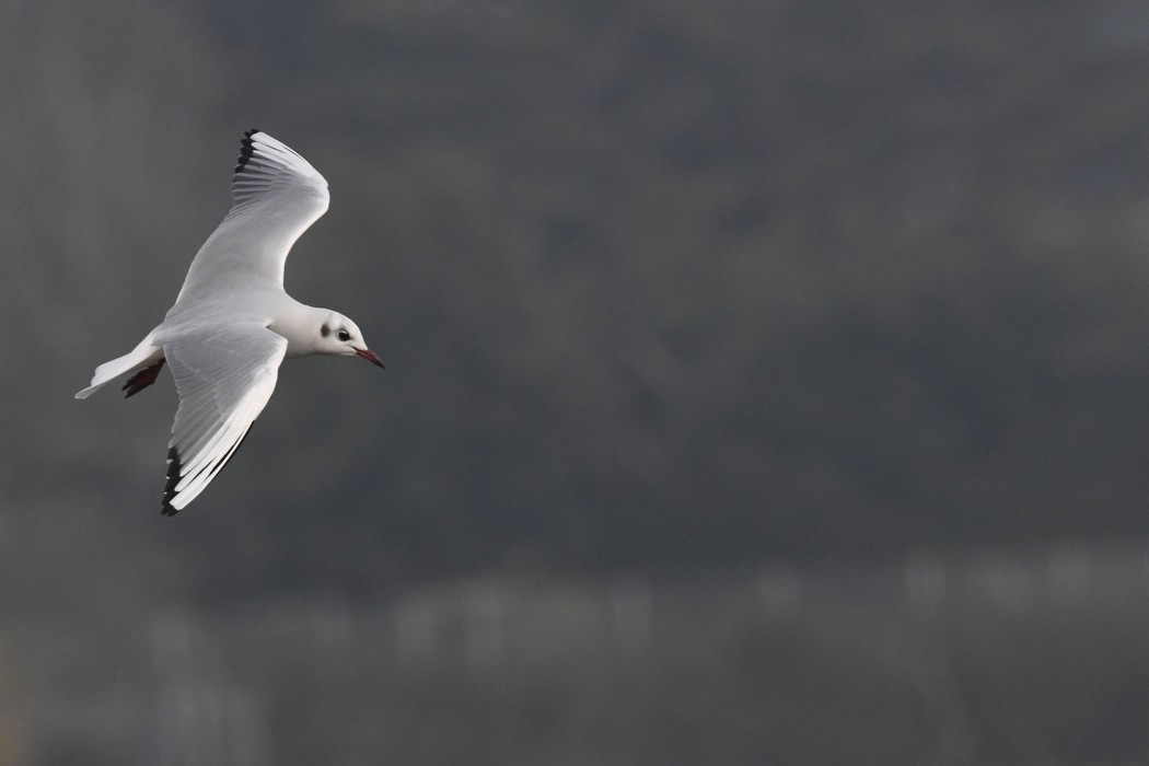 Mouette Rieuse